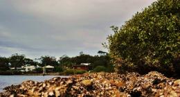 oyster shells